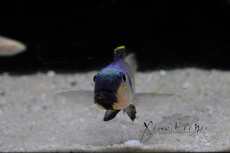 Enantiopus melanogenys 'Kipili'